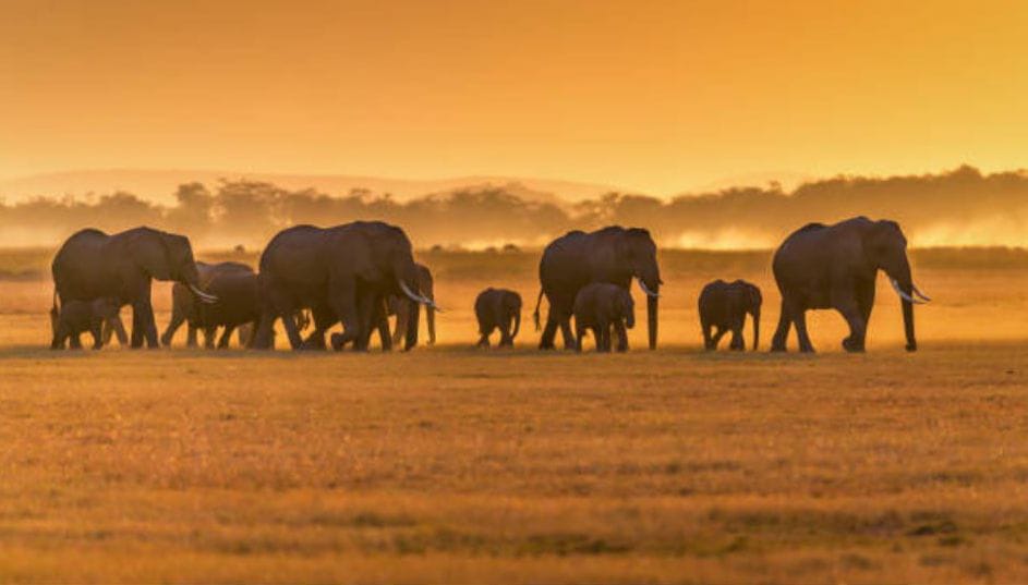 Ngorongoro