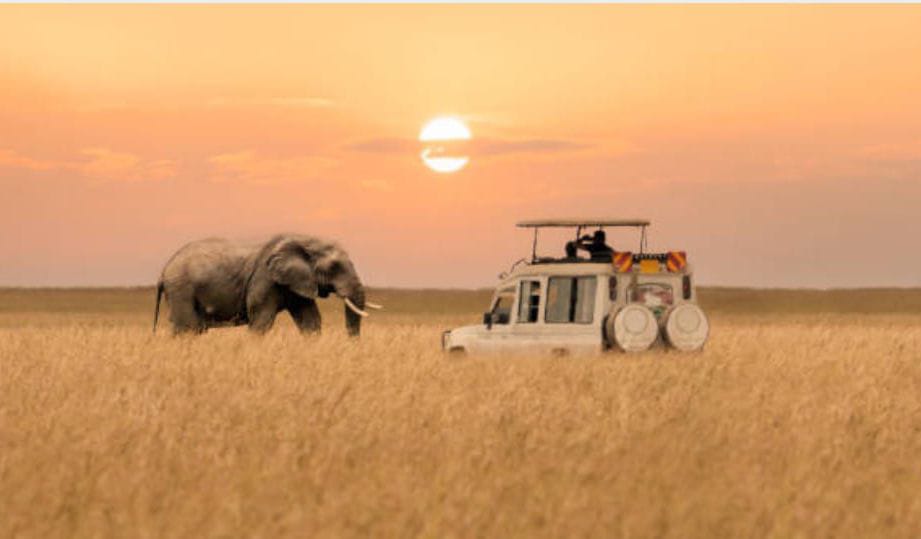 Safari