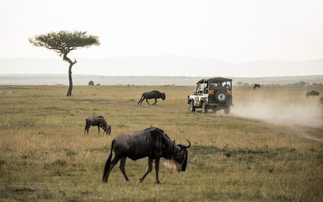 Kenya Tanzania Safari
