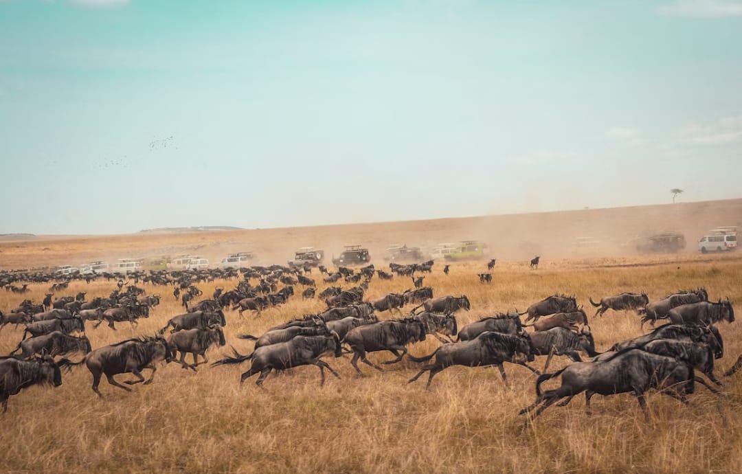 Safari 3