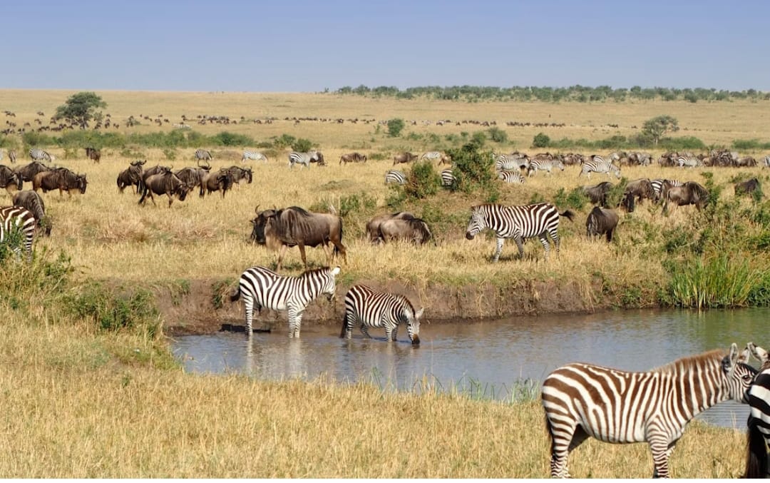 Safari 2